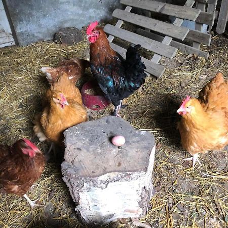 Chambres D'Hotes Manoir Ker-Huella Morlaix Zewnętrze zdjęcie