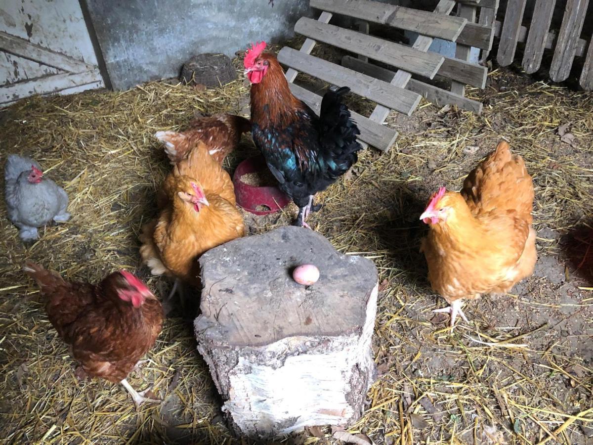 Chambres D'Hotes Manoir Ker-Huella Morlaix Zewnętrze zdjęcie